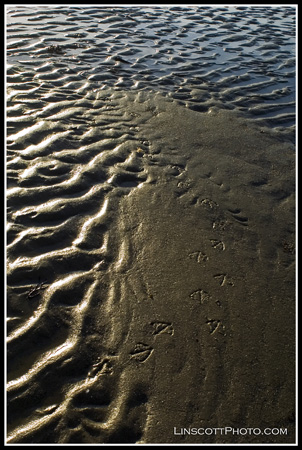 sandprints