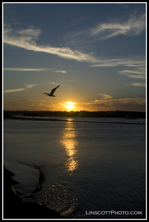 sunsetbird